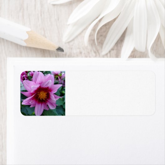 ダリア ラベル (インサイチュ)