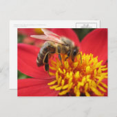 ダリア(赤い) ポストカード (正面/裏面)