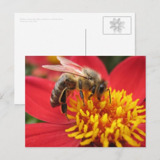 ダリア(赤い) ポストカード (正面/裏面)