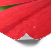 ダリア（赤） ポスター (角)