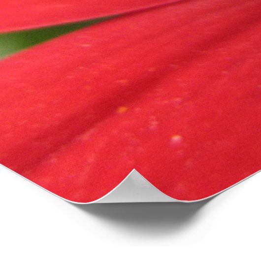 ダリア（赤） ポスター (角)