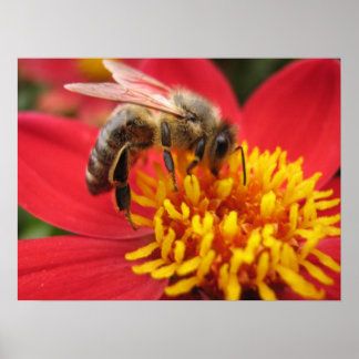 ダリア(赤) ポスター