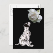 ダルマチアの子犬と白いバラのはがき ポストカード (正面/裏面)