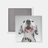 ダルマチアの犬のクローズアップ マグネット (正面/裏面)