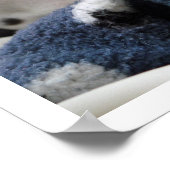 ダルマチアンパピー ポスター (角)