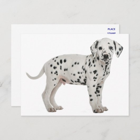 ダルマチアン子犬こんにちは、ありがとう、愛、ごめんなさい ポストカード (正面/裏面)