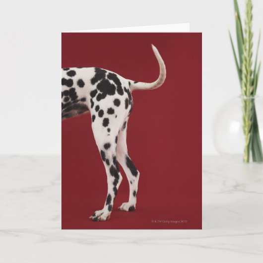 ダルマチア人の後部 カード (正面)