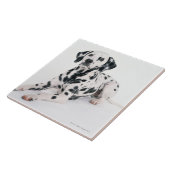 ダルマチア人4 タイル (側面)