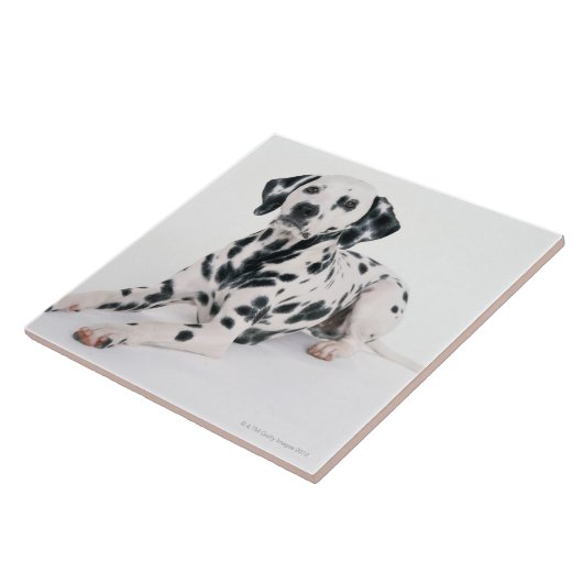 ダルマチア人4 タイル (側面)