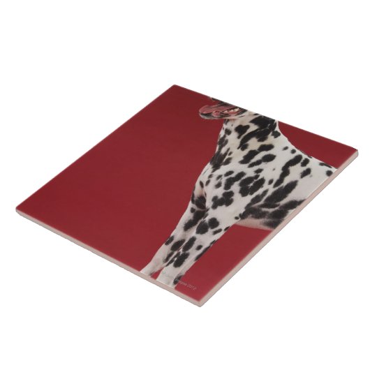 ダルマチア人6 タイル (側面)