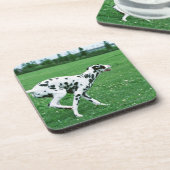 ダルマチア人 コースター (左側)