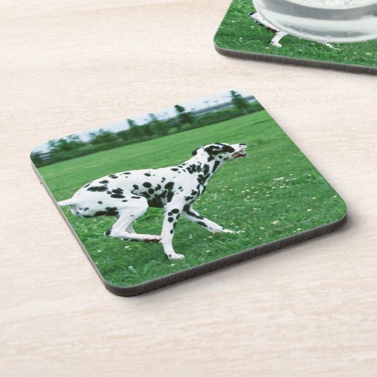 ダルマチア人 コースター (左側)