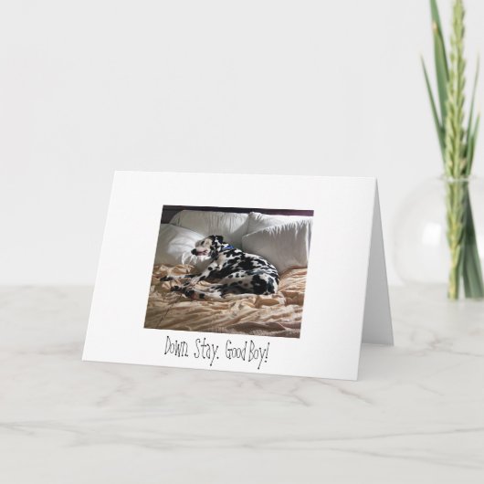 ダルマチア人。  。  滞在。  よい男の子! カード (正面)
