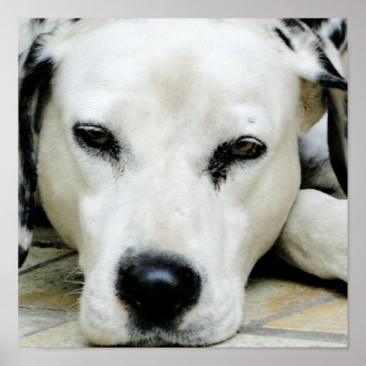 ダルマチア休息ポスター ポスター (正面)