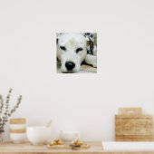 ダルマチア休息ポスター ポスター (キッチン)