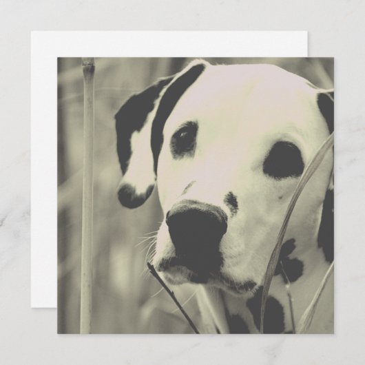 ダルマチア犬 (正面/裏面)