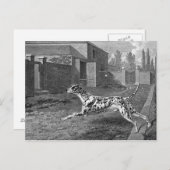 ダルマティアンドッグヴィンテージスケッチ ポストカード (正面/裏面)