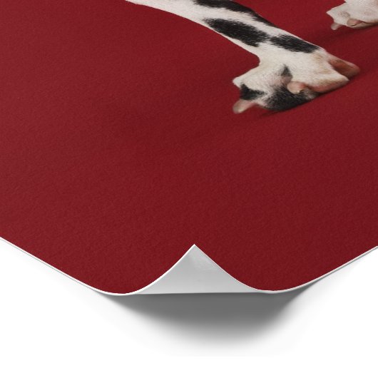 ダルマティアンリア ポスター (角)