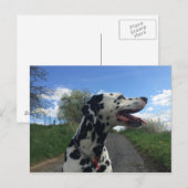 ダルマティアン犬オン歩くパス、晴れの日 ポストカード (正面/裏面)