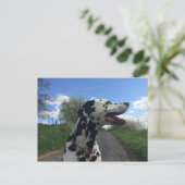 ダルマティアン犬オン歩くパス、晴れの日 ポストカード (スタンド正面)