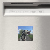 ダルマティアン犬オン歩くパス、晴れの日 マグネット (インサイチュ (食洗機))