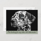 ダルメーションドッグはがき ポストカード (正面/裏面)