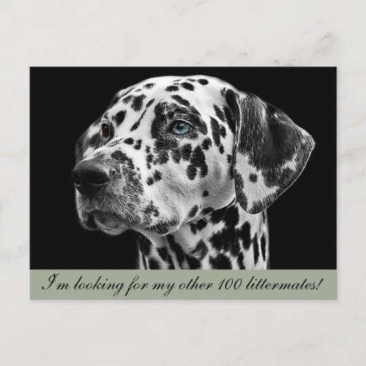 ダルメーションドッグはがき ポストカード (正面)