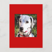 ダルメ ポストカード (正面)