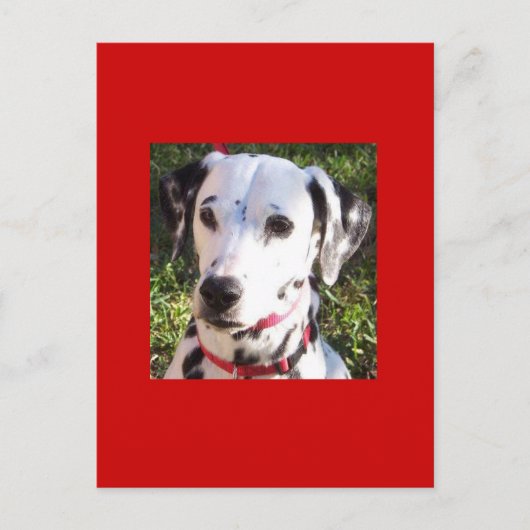 ダルメ ポストカード (正面)