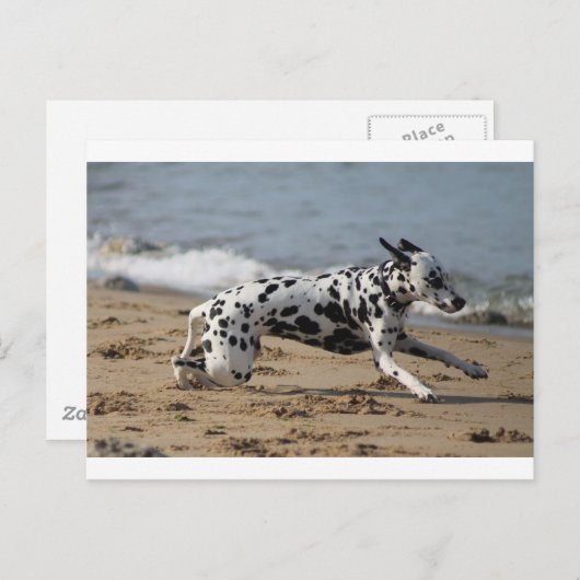 ダルメ ポストカード (正面/裏面)