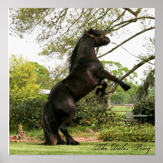 ダレスポニーポスター ポスター (正面)