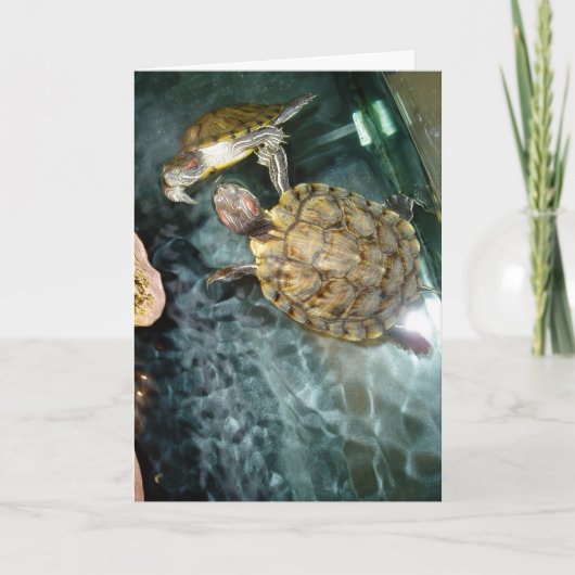 「ダンシング・タートル」誕生日カード カード (正面)