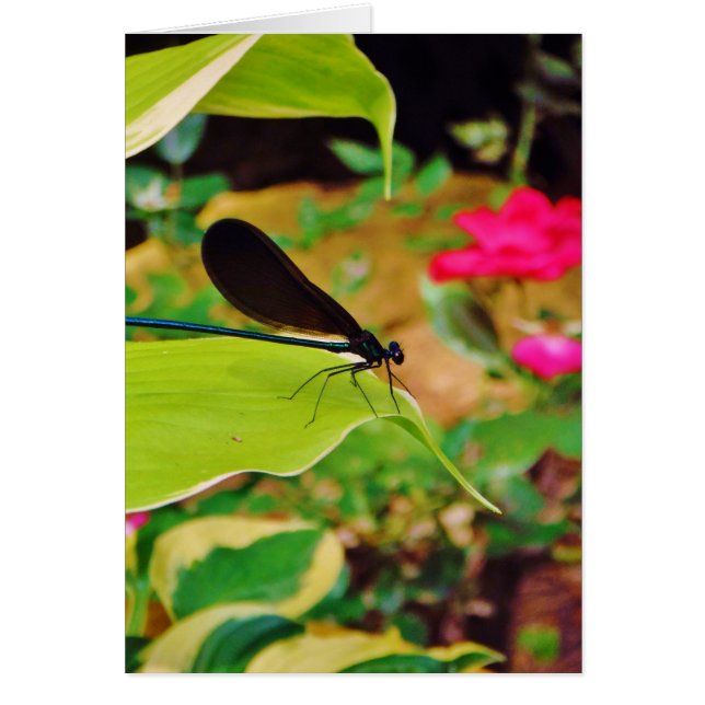 ダンセルフライとバラ (正面)