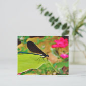 ダンセルフライとバラ ポストカード (スタンド正面)