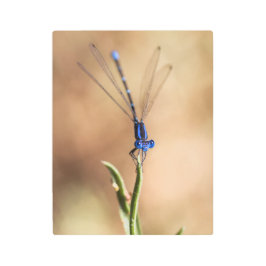 ダンセルフライのダンス メタルプリント