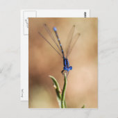 ダンセルフライの踊り ポストカード (正面/裏面)