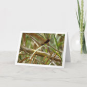 ダンセルフライポートレートカード カード (正面)