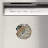 ダンセルフライ自然撮影マグネット マグネット (インサイチュ (食洗機))