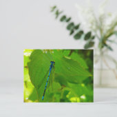 ダンセルフライ ポストカード (スタンド正面)