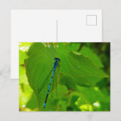 ダンセルフライ ポストカード (正面/裏面)