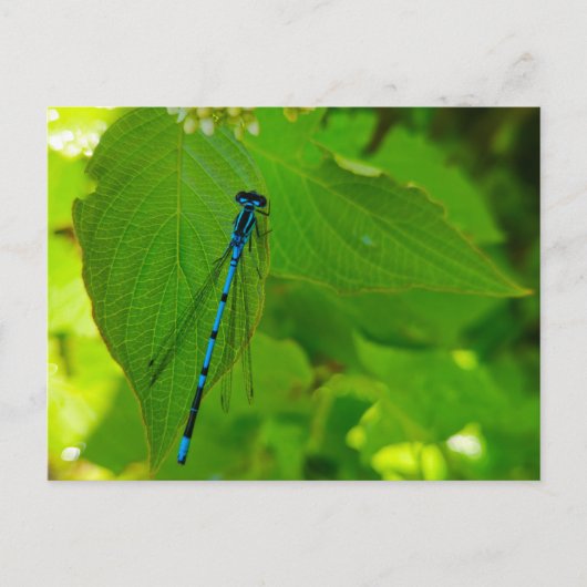 ダンセルフライ ポストカード (正面)