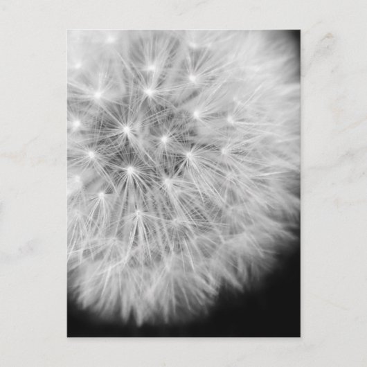 ダンダリオン ポストカード (正面)