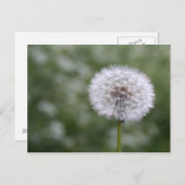 ダンディリオン葉書 ポストカード (正面/裏面)