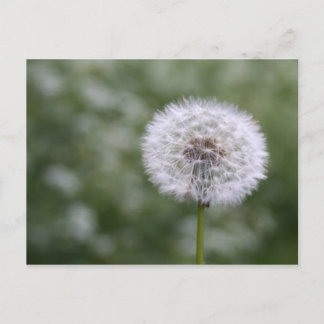 ダンディリオン葉書 ポストカード