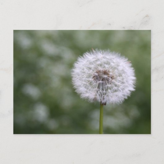 ダンディリオン葉書 ポストカード (正面)