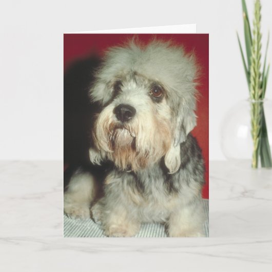 ダンディ・ディンモント・テリア カード (正面)