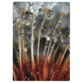 ダンデリオンと水滴、カリフォルニア州 クリップボード (裏面)