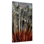 ダンデリオンと水滴、カリフォルニア州 クリップボード (右)