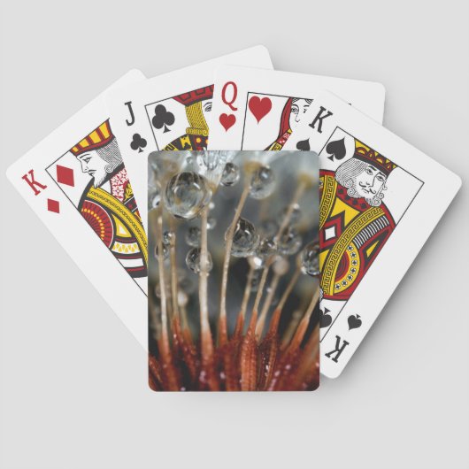 ダンデリオンと水滴、カリフォルニア州 トランプ (裏面)