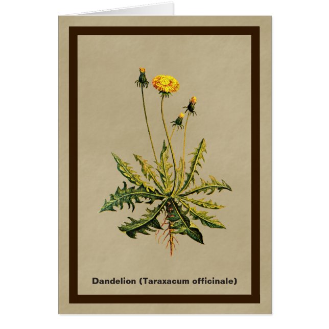 ダンデリオンオールド紙 (正面)